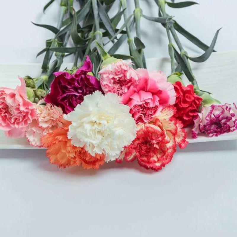 康乃馨鲜花