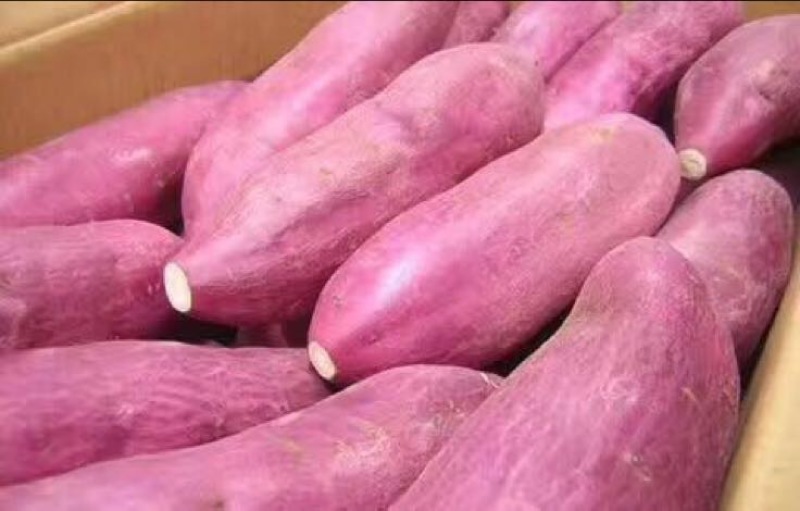 板栗薯红薯1两以上商品薯红心
