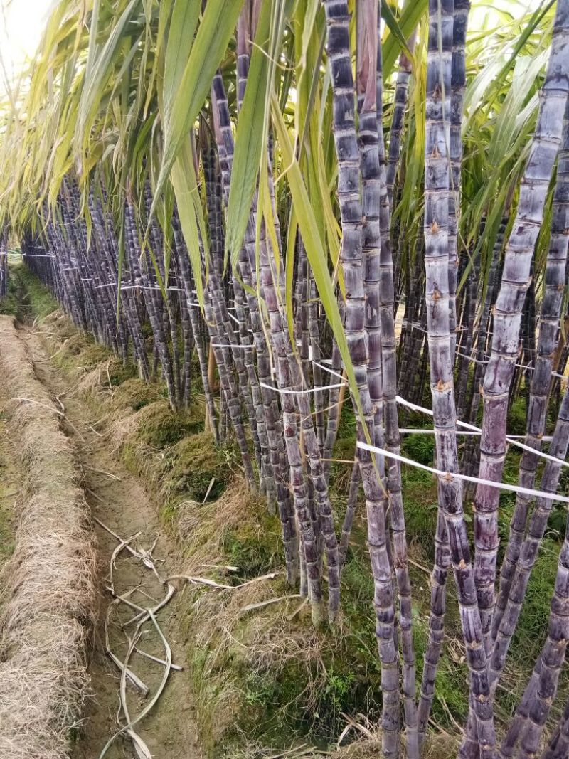 广西玉林黑皮甘蔗大，糖蔗原产地代办，支持看货，量大价优