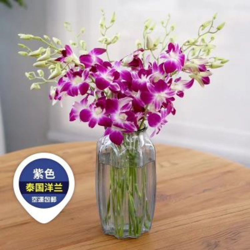 泰国洋兰鲜花
