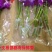 泰国洋兰鲜花