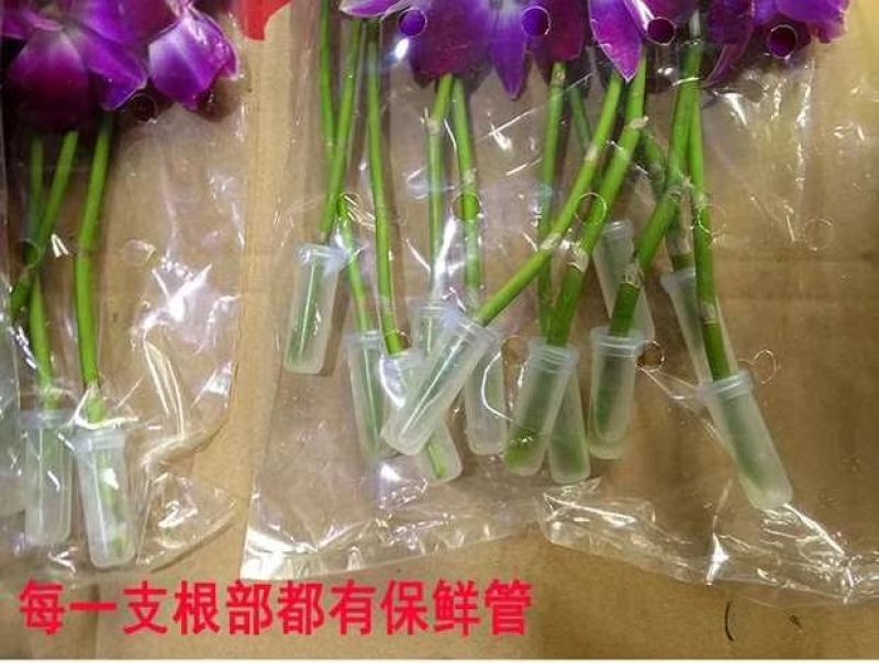 泰国洋兰鲜花