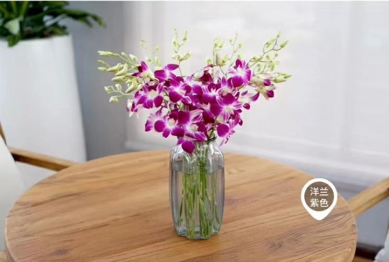 泰国洋兰鲜花