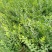 圣丰6钙果苗钙果树苗基地直供现在种植明年挂果，