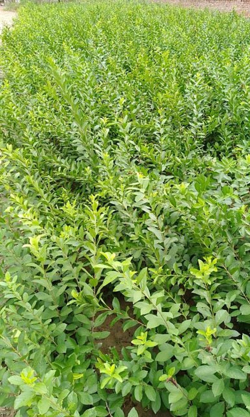 圣丰6钙果苗钙果树苗基地直供现在种植明年挂果，