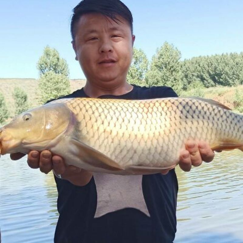鲤鱼6斤左右鲜活垂钓