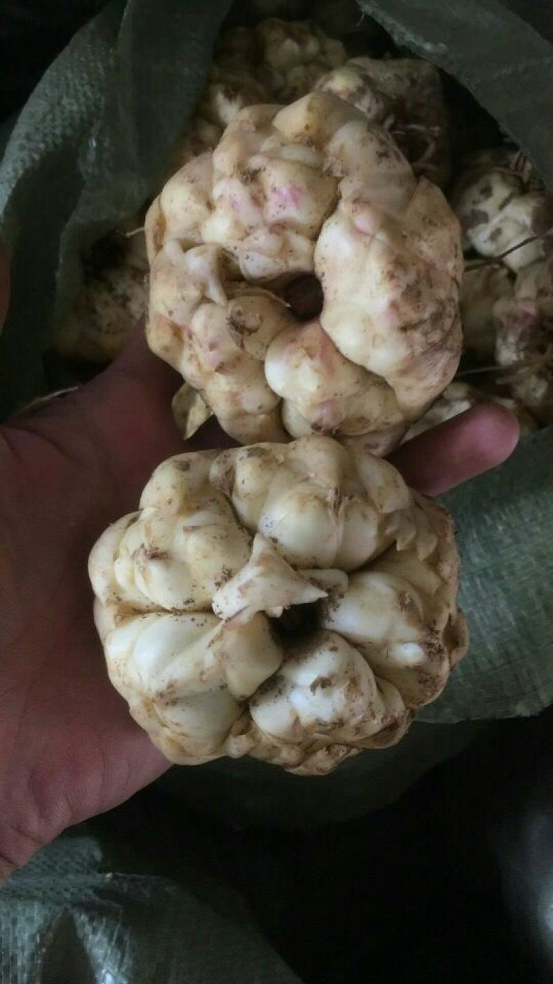 百合