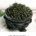 绿色草原呼伦贝尔野生蒲公英茶婆婆丁茶天然清香