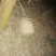 胡蜂蛹带窝可保质量按斤算