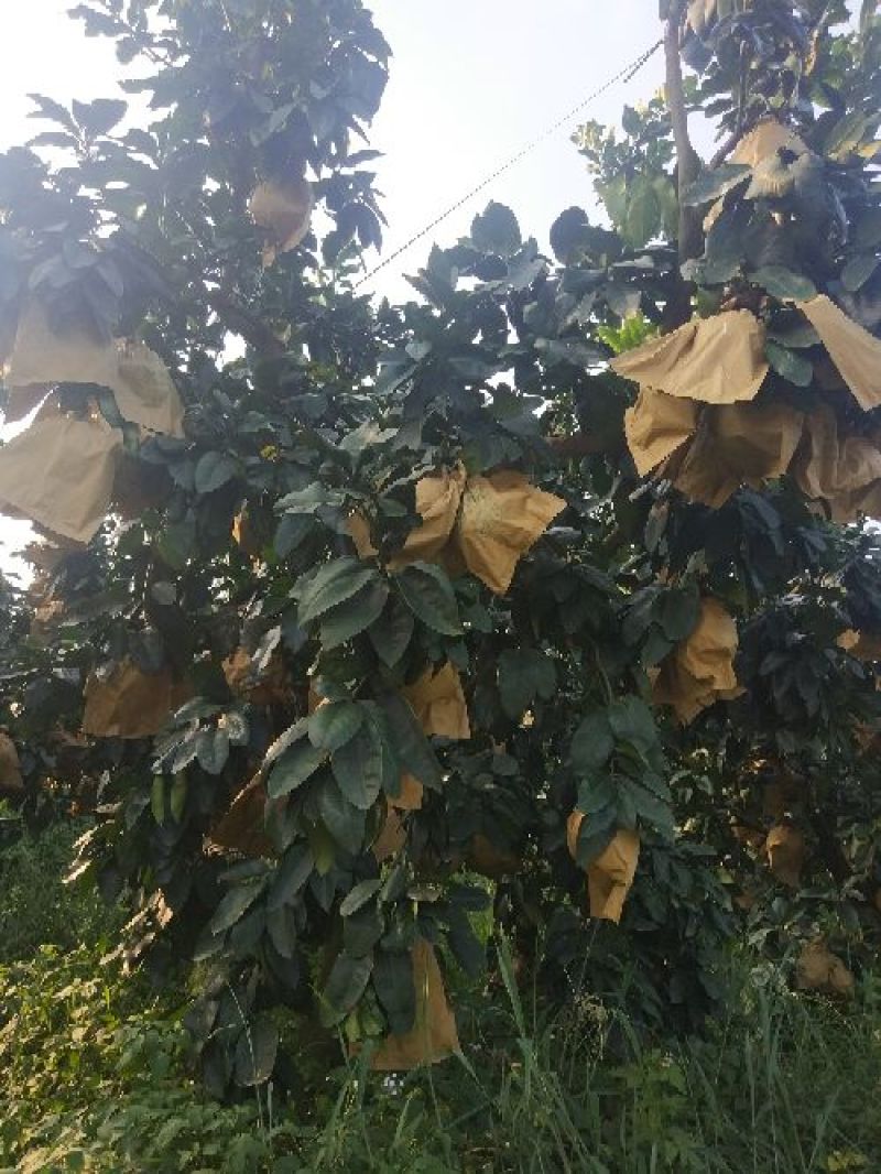 蜜柚