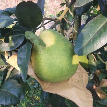 蜜柚