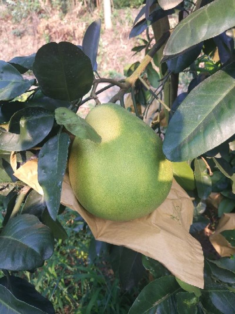 蜜柚