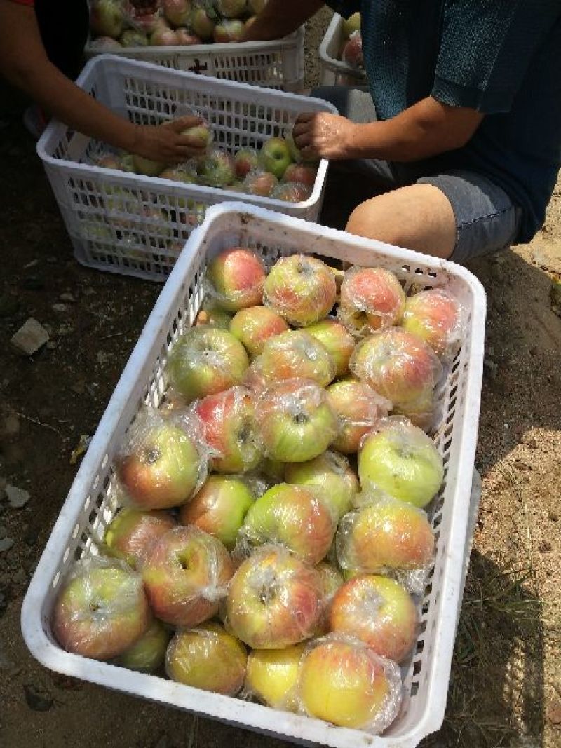 优质美八苹果红露苹果嘎啦苹果产地直销一手货源