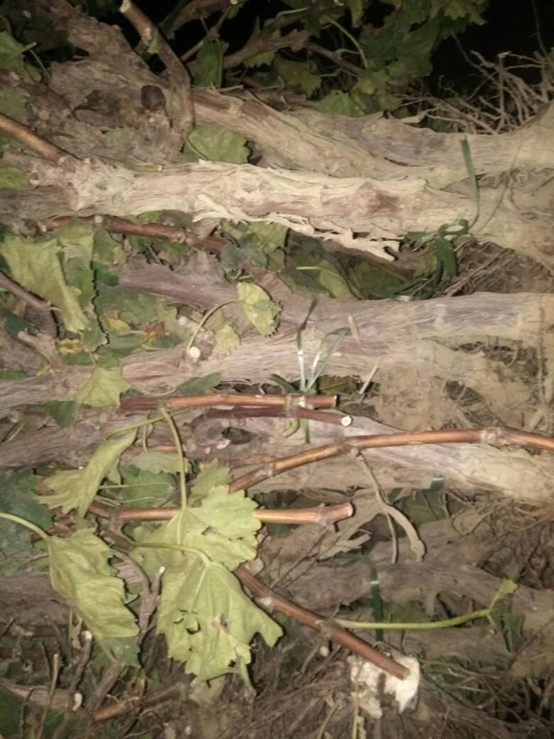 河北优质葡萄树占地葡萄树大量供应可视频验货诚信为先