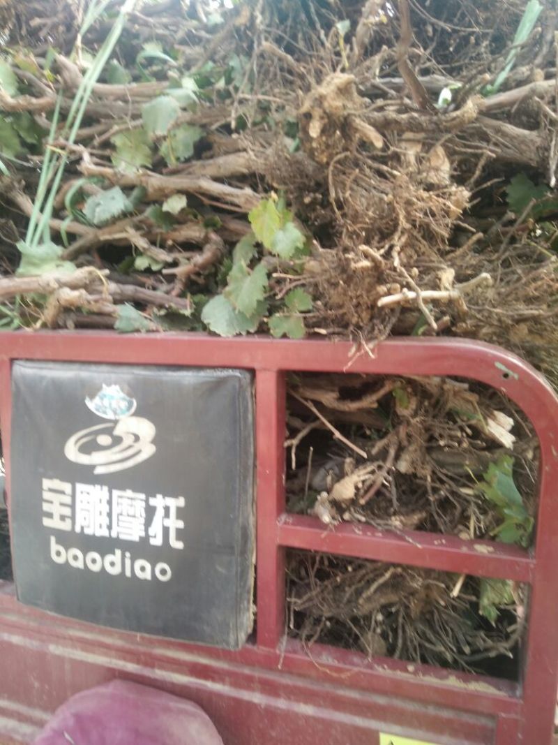 河北优质葡萄树占地葡萄树大量供应可视频验货诚信为先