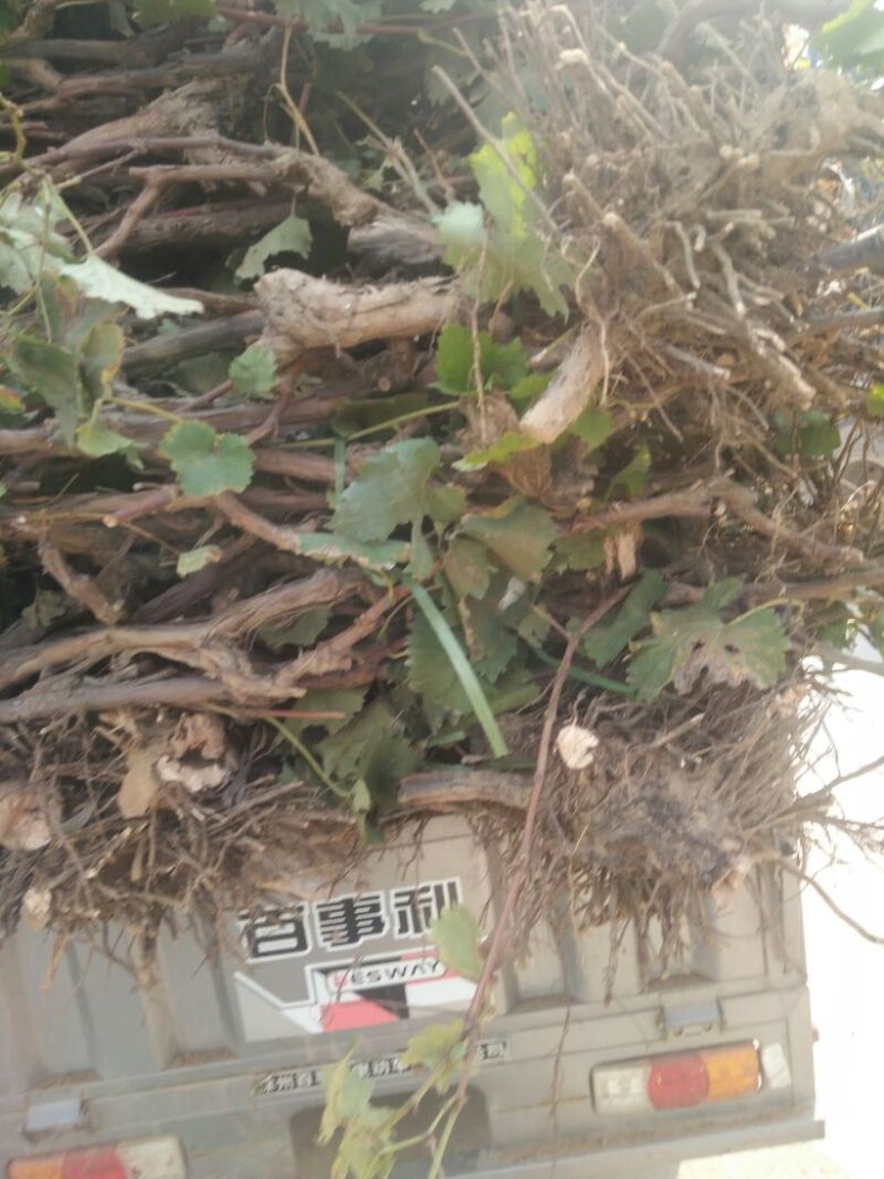 河北优质葡萄树占地葡萄树大量供应可视频验货诚信为先