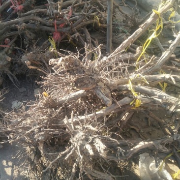 河北优质葡萄树占地葡萄树大量供应可视频验货诚信为先