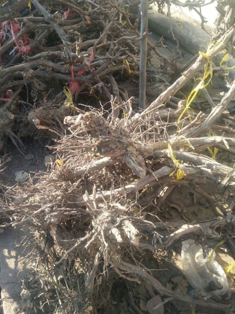 河北优质葡萄树占地葡萄树大量供应可视频验货诚信为先