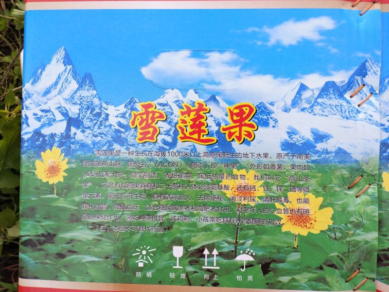 雪莲果上万亩云南红土高山雪莲果货源充足，实力代办