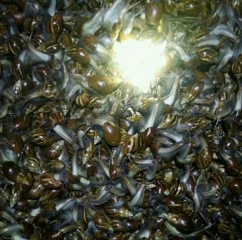 黑肉蜗牛褐云玛瑙蜗牛