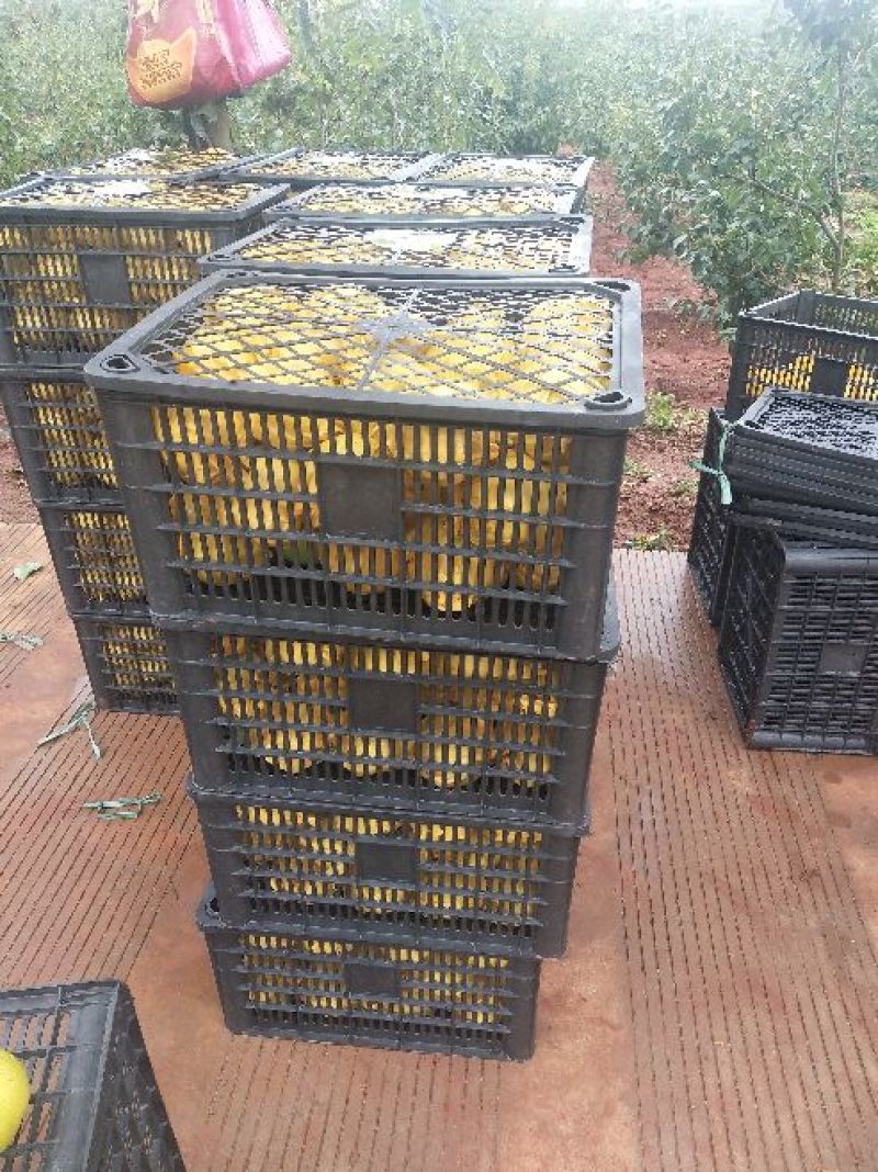 雪花梨产地直供精品雪花梨大量热销中，实力代办，货源充足