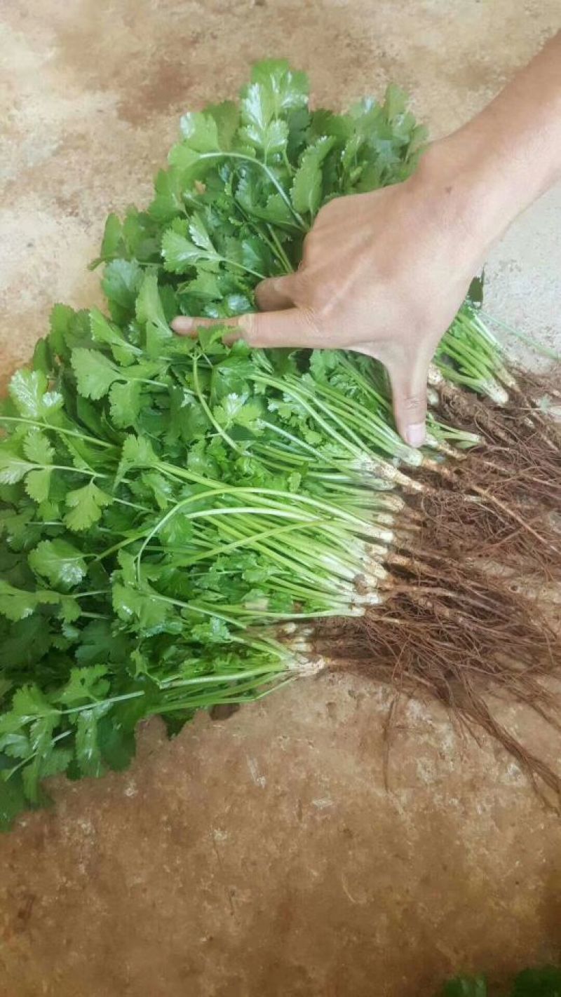 香菜产地直供货源充足实力代办常年供货全国各