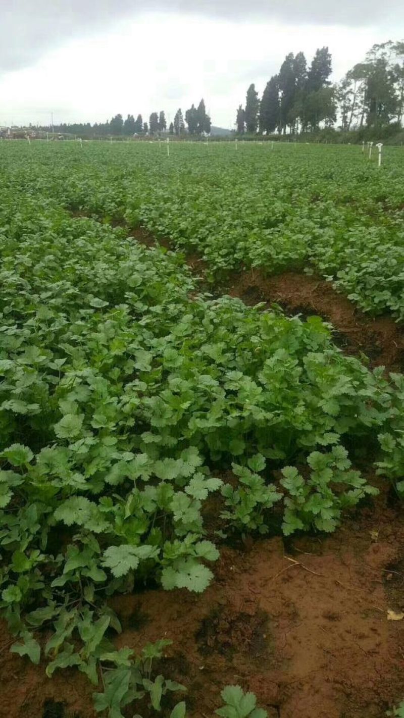 香菜产地直供货源充足实力代办常年供货全国各