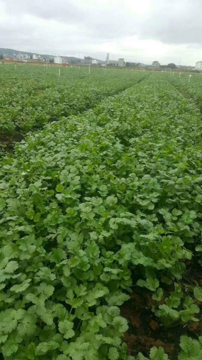 香菜产地直供货源充足实力代办常年供货全国各