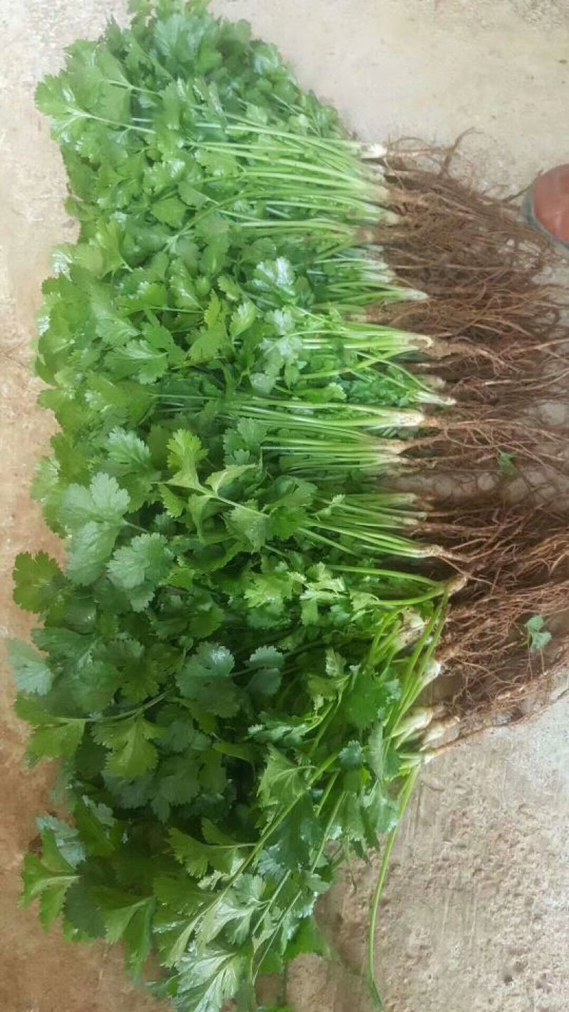 香菜产地直供货源充足实力代办常年供货全国各