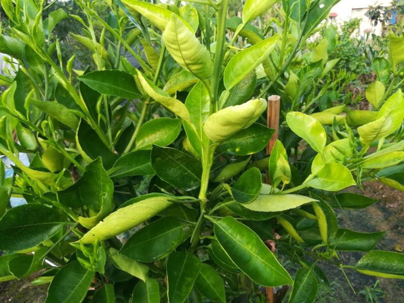 明日见苗地苗裸苗、明日见杯苗、阿思蜜苗（香橙枳壳红桔砧）