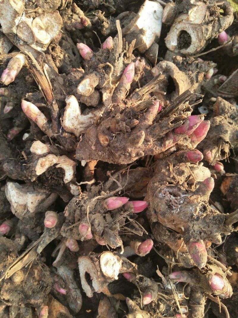 白芍种苗:白芍芽！优质改良白芍种苗！成活率高！