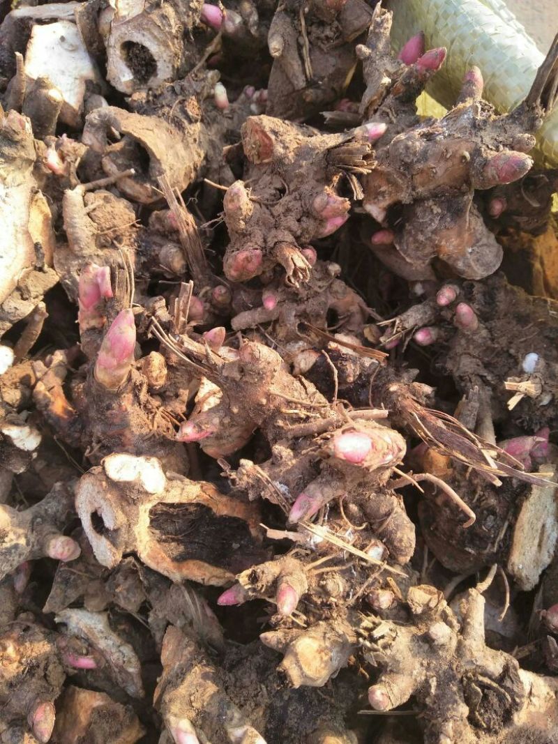白芍种苗:白芍芽！优质改良白芍种苗！成活率高！