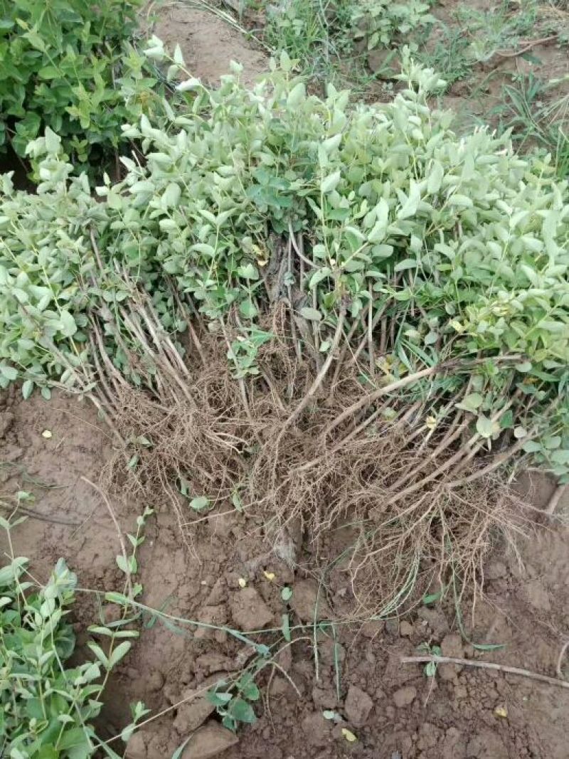 树形金银花