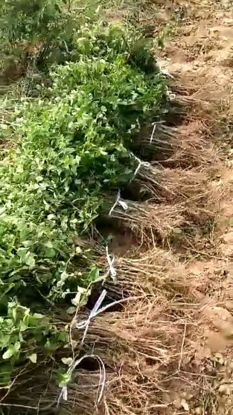树形金银花