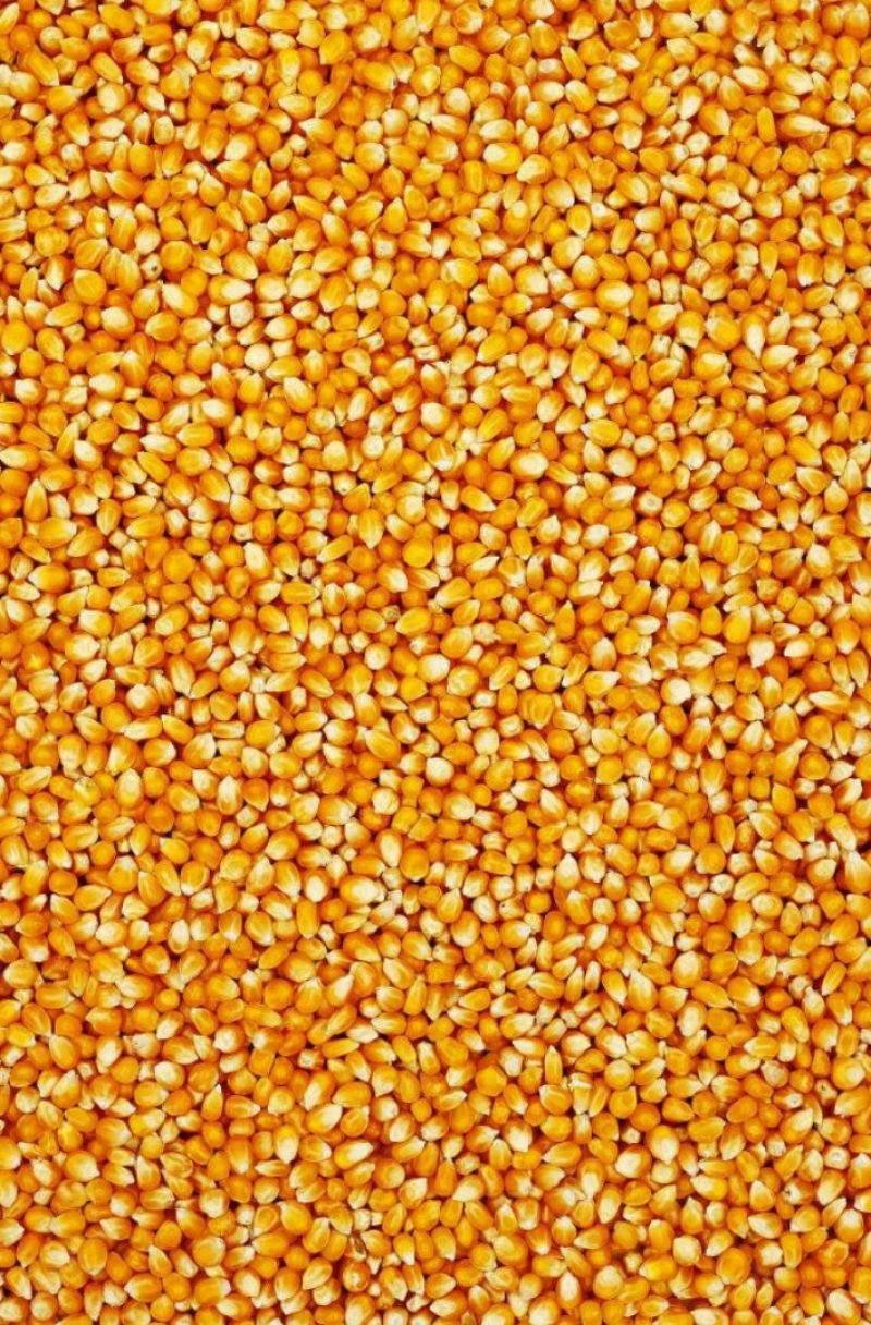 玉米