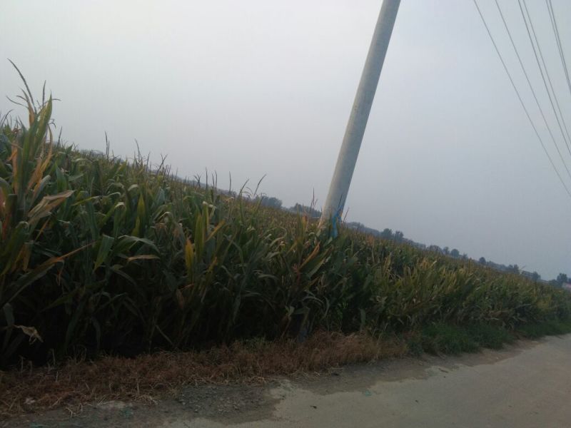 玉米