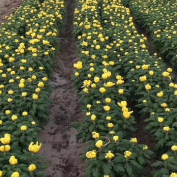 精品多头菊