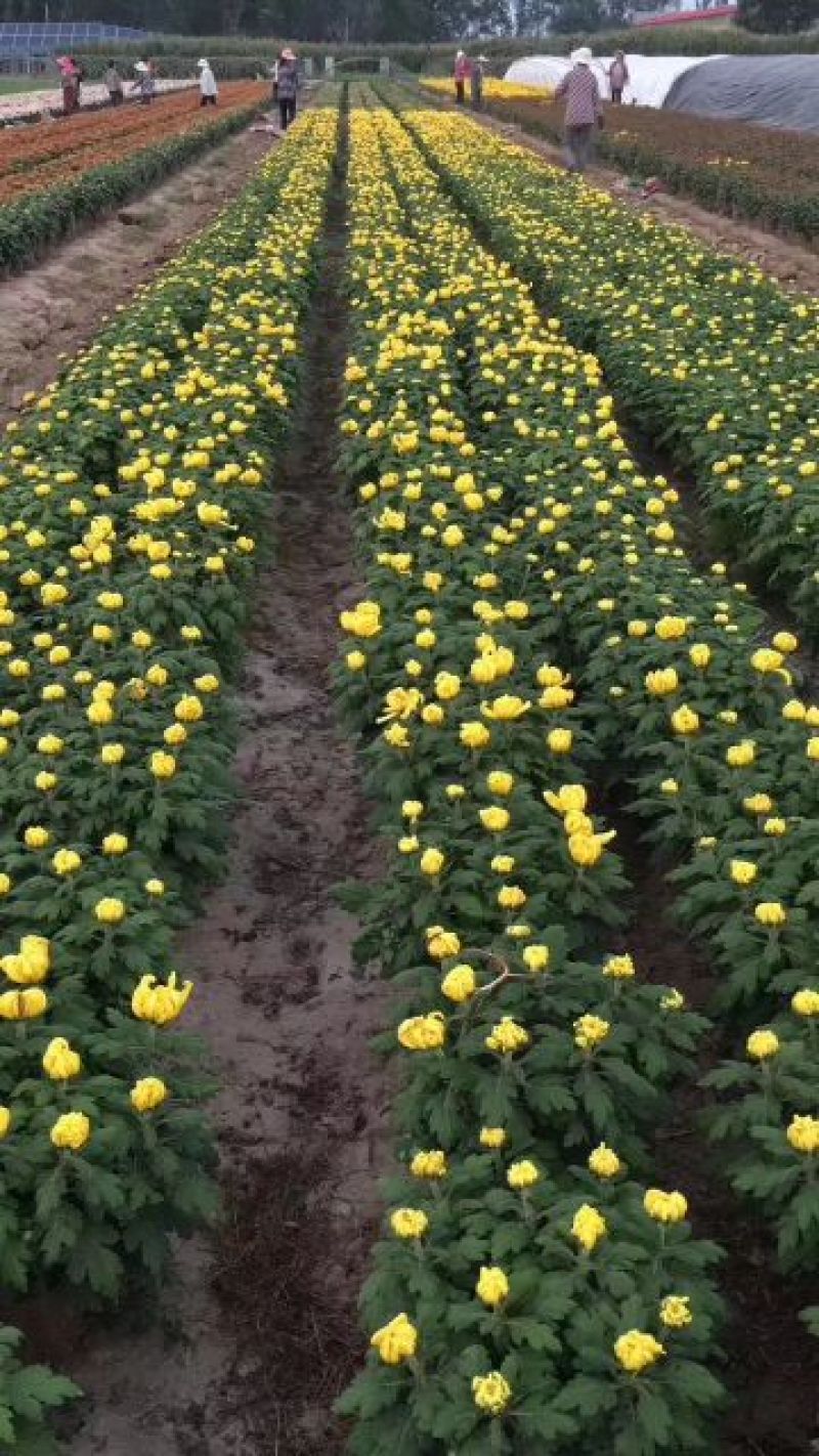精品多头菊