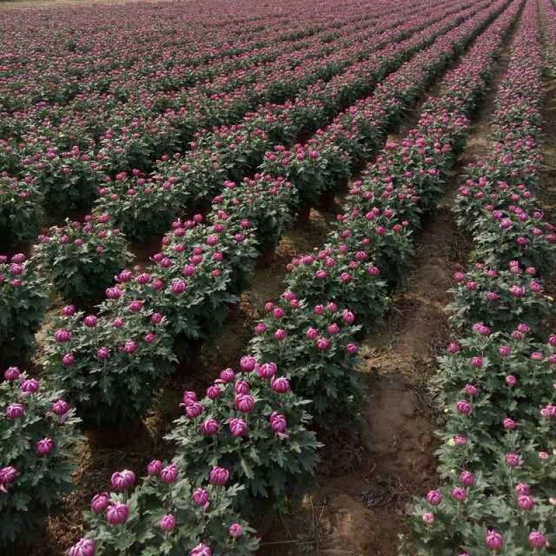 精品多头菊