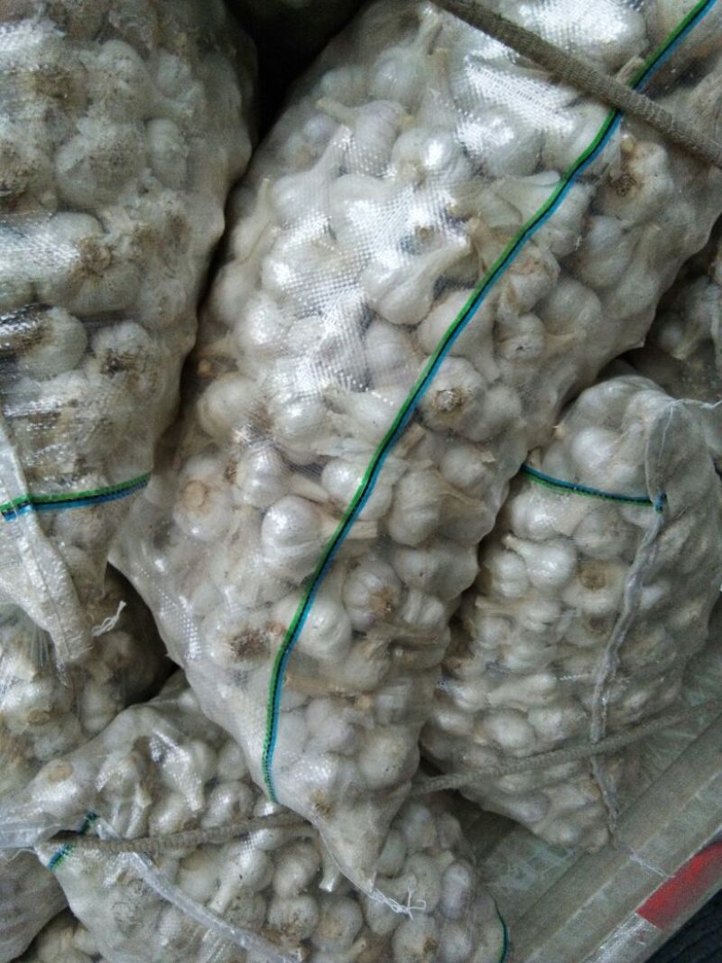 金乡苍山邳州大蒜