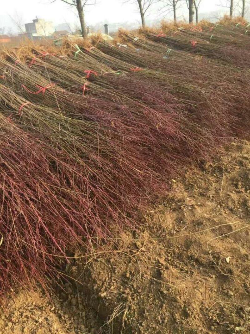 毛桃树苗实生桃树苗毛桃苗根系发达苗子健壮可实地