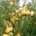 黄桃树苗80cm以上占地黄桃苗不分品种