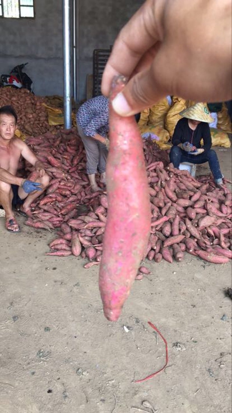 西瓜红蜜薯湖北地瓜红薯社区团电商微商落地配一件代发