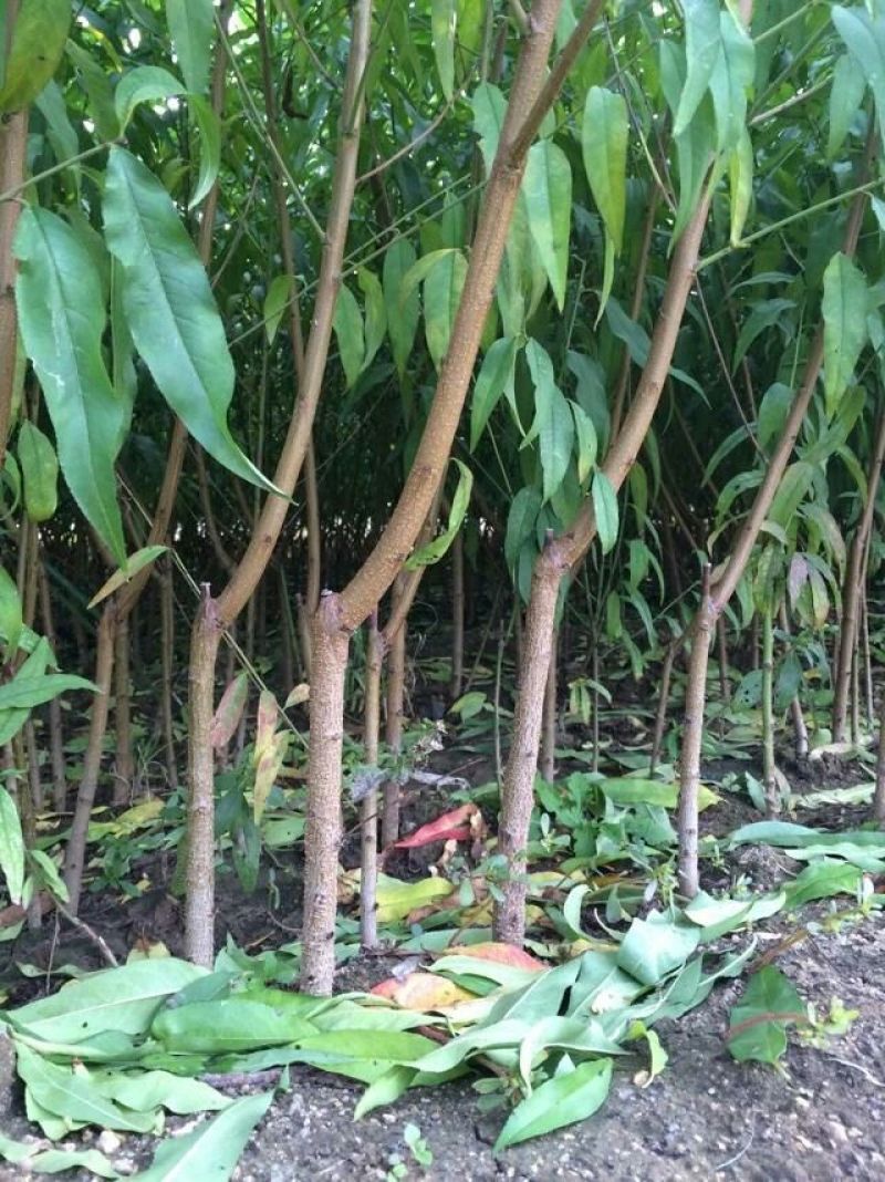 蟠桃树苗，美国红蟠桃苗，个大，甜度高品蟠桃