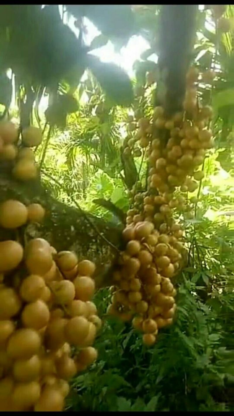 木奶果