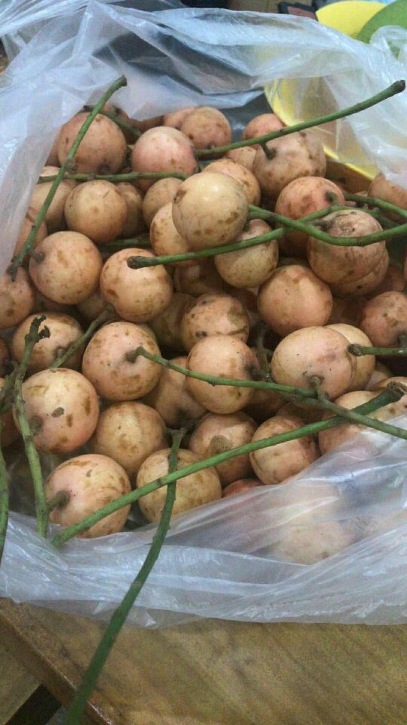 木奶果