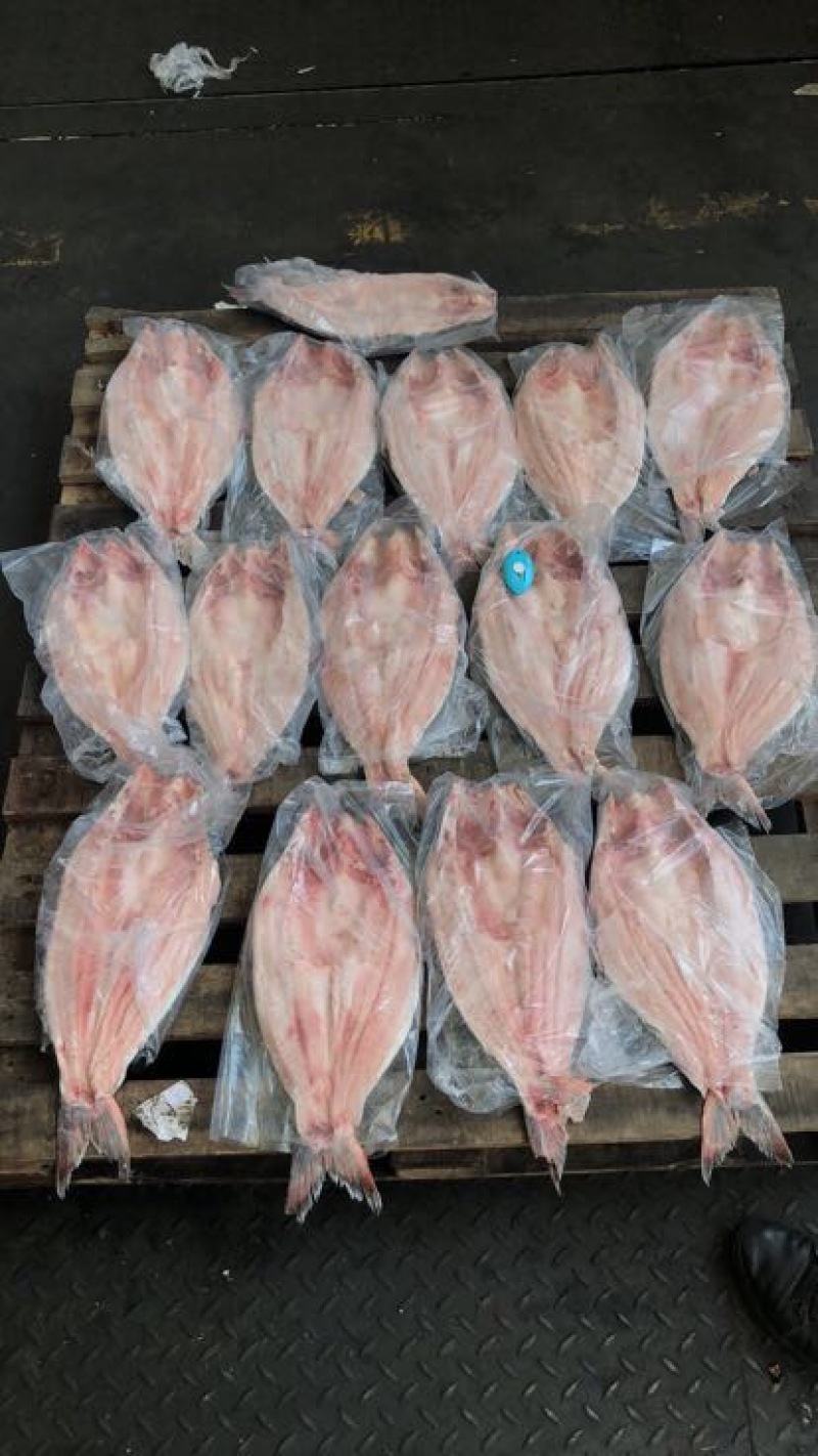巴沙鱼蝴蝶开背