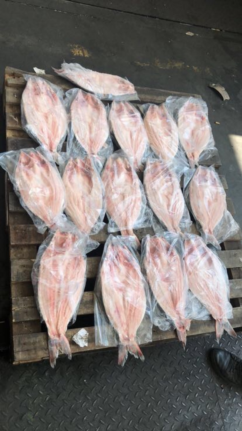 巴沙鱼蝴蝶开背