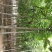 臭椿，6-8-10公分臭椿，千头椿，工程上用的椿树