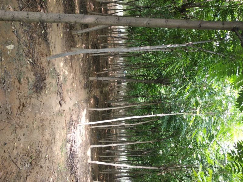 臭椿，6-8-10公分臭椿，千头椿，工程上用的椿树